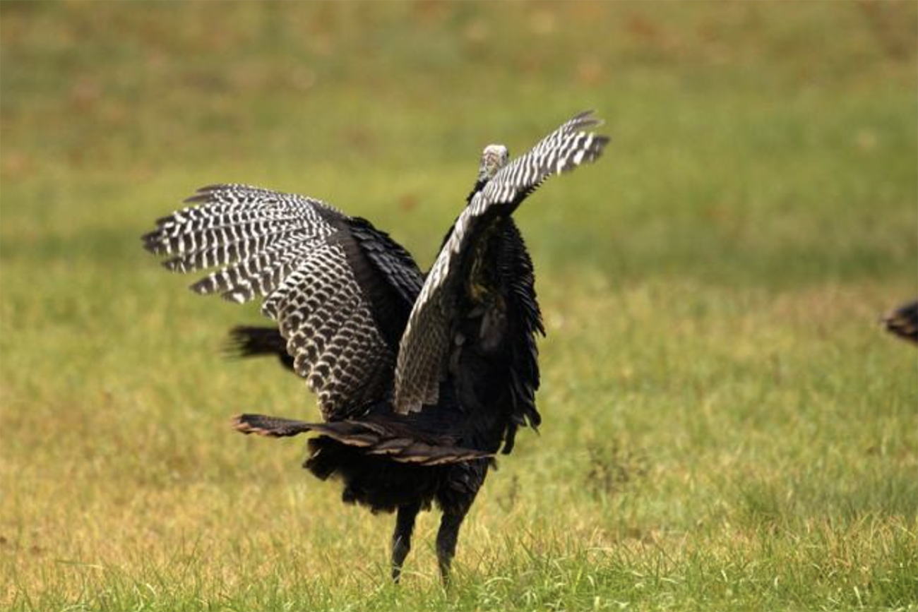 Love is in the air for turkeys in Michigan, but spring hunting season